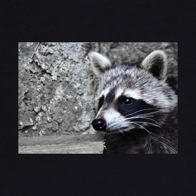 Raccoon by DeVerviers